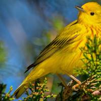 A color photo showing a yellow warbler, a group of migratory species known to be in decline. Brian E. Kushner/Cornell Lab of Ornithology